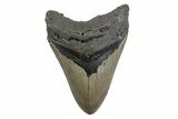 Serrated, Fossil Megalodon Tooth - North Carolina #378030-1